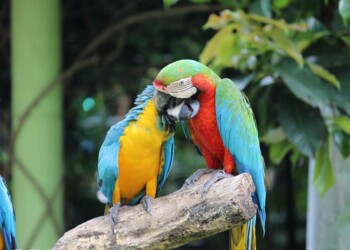 WHEN THE ROOT IS DEEP THERE IS NO REASON TO FEAR THE WORLD WHEN THE ROOT IS DEEP THERE IS NO REASON TO FEAR THE WORLD