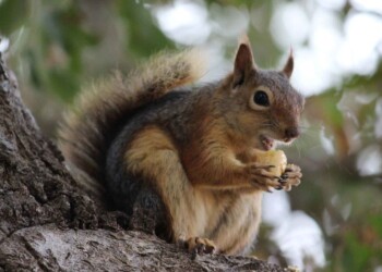 IT IS HARD TO BE BRAVE, WHEN YOU’RE ONLY A VERY SMALL ANIMAL IT IS HARD TO BE BRAVE, WHEN YOU’RE ONLY A VERY SMALL ANIMAL