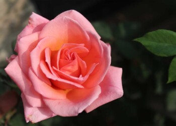 A FLOWER CANNOT BLOSSOM WITHOUT SUNSHINE, AND A MAN CANNOT LIVE WITHOUT LOVE A FLOWER CANNOT BLOSSOM WITHOUT SUNSHINE, AND A MAN CANNOT LIVE WITHOUT LOVE