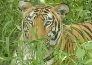 AN ANIMAL’S EYES HAVE THE POWER TO SPEAK A GREAT LANGUAGE AN ANIMAL’S EYES HAVE THE POWER TO SPEAK A GREAT LANGUAGE