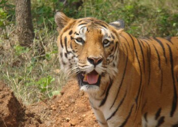 ANIMALS DON’T LIE. ANIMALS DON’T CRITICIZE ANIMALS DON’T LIE. ANIMALS DON’T CRITICIZE