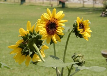 DON’T WAIT FOR SOMEONE TO BRING YOU FLOWERS DON’T WAIT FOR SOMEONE TO BRING YOU FLOWERS