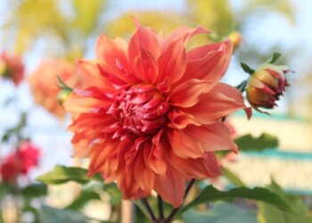 FLOWERS DON’T TELL, THEY SHOW FLOWERS DON’T TELL, THEY SHOW