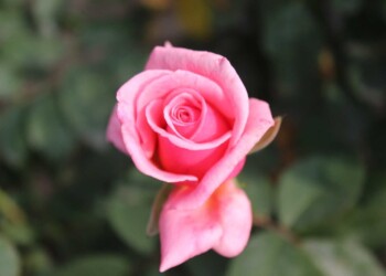 FLOWERS DON’T WORRY ABOUT HOW THEY’RE GOING TO BLOOM. THEY JUST OPEN UP AND TURN TOWARD THE LIGHT AND THAT MAKES THEM BEAUTIFUL FLOWERS DON’T WORRY ABOUT HOW THEY’RE GOING TO BLOOM. THEY JUST OPEN UP AND TURN TOWARD THE LIGHT AND THAT MAKES THEM BEAUTIFUL