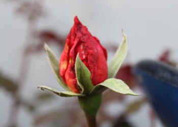 HAPPINESS HELD IS THE SEED; HAPPINESS SHARED IS THE FLOWER HAPPINESS HELD IS THE SEED; HAPPINESS SHARED IS THE FLOWER