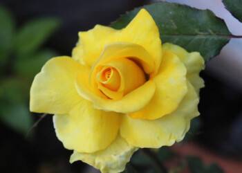 LIKE WILDFLOWERS, YOU MUST ALLOW YOURSELF TO GROW IN ALL THE PLACES PEOPLE THOUGHT YOU NEVER WOULD LIKE WILDFLOWERS, YOU MUST ALLOW YOURSELF TO GROW IN ALL THE PLACES PEOPLE THOUGHT YOU NEVER WOULD