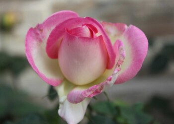 TAKE TIME TO SMELL THE ROSES TAKE TIME TO SMELL THE ROSES