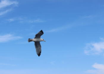 THE BIRD DARES TO BREAK THE SHELL, THEN THE SHELL BREAKS OPEN AND THE BIRD CAN FLY OPENLY. THIS IS THE SIMPLEST PRINCIPLE OF SUCCESS THE BIRD DARES TO BREAK THE SHELL, THEN THE SHELL BREAKS OPEN AND THE BIRD CAN FLY OPENLY. THIS IS THE SIMPLEST PRINCIPLE OF SUCCESS