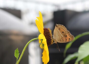 THE BUTTERFLY IS A FLYING FLOWER, THE FLOWER A TETHERED BUTTERFLY THE BUTTERFLY IS A FLYING FLOWER, THE FLOWER A TETHERED BUTTERFLY