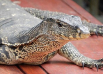 THE EYE SHOULD LEARN TO LISTEN BEFORE IT LOOKS THE EYE SHOULD LEARN TO LISTEN BEFORE IT LOOKS