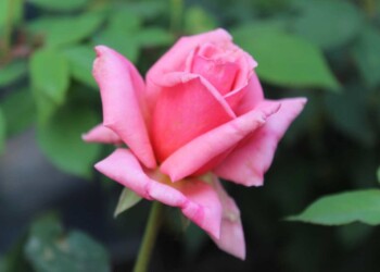 WHERE FLOWERS BLOOM SO DOES HOPE WHERE FLOWERS BLOOM SO DOES HOPE