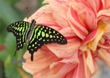 LIVE YOUR LIFE LIKE BUTTERFLY. TAKE REST FOR A WHILE, BUT NEVER FORGET TO FLY… LIVE YOUR LIFE LIKE BUTTERFLY. TAKE REST FOR A WHILE, BUT NEVER FORGET TO FLY…